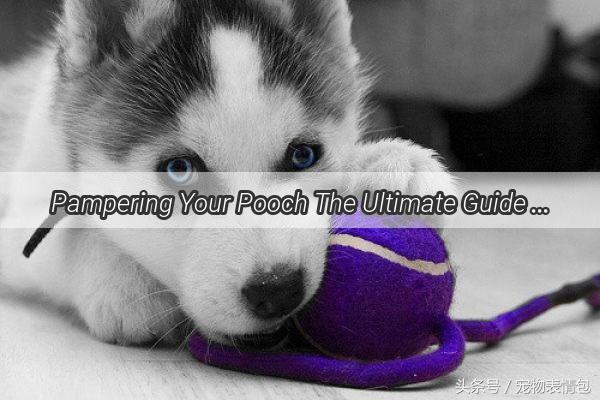 Pampering Your Pooch The Ultimate Guide to Fattening Up Your Dog for the Love of It